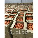 Помидоры (Томаты) Красные, Розовые, Сливка, на Ветке Оптом