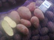 Продаём продовольственный картофель оптом.