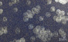 Декоративные панели из природных материалов с запахом Organoid SPECIAL: MOTHER OF PEARL ON CORNFLOWERS BLUE