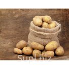 Картофель