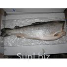 Продам: муксун, псг, 12...гр. в Сочи