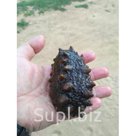 Трепанг дальневосточный