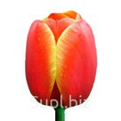 Тюльпаны оптом Ad Rem