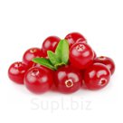 Свежая клюква, оптом и в розницу