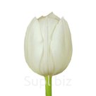 Тюльпаны оптом Royal Virgin