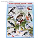 Плакат "Зимующие птицы" А2