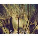 Картина ART стекло Воздушный одуванчик