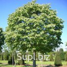 Липа (смесь) (1,1 – 1,5 м.)