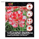 Тюльпан махровый поздний Картуш, р-р 11/12, 7 шт