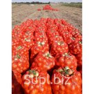 Лук репчатый сорт Манас оптом