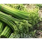 Папоротник соленый (ведро)