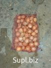 Лук репчатый