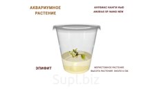 АКВАРИУМНОЕ РАСТЕНИЕ (ЭПИФИТЫ) АНУБИАС НАНГИ НЬЮ (ANUBIAS SP. NANGI NEW)