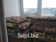 Чеснок
