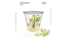 МОНСТЕРА ЛЕГАСИ (MONSTERA LEGACY)