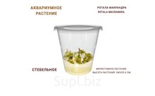 АКВАРИУМНОЕ РАСТЕНИЕ (СТЕБЕЛЬНОЕ)  РОТАЛА МАКРАНДРА (ROTALA MACRANDRA)