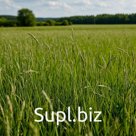 Травосмесь пастбищная №2 для всех видов с/х животных. Аналог Версамакс Робуст