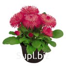 Маргари́тка (Bellis perennis ). Roggli . Rose