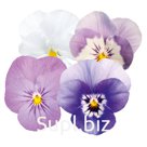 Виола (Viola cornuta ). Admire. Spring Fling Mix