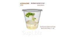 АЛОКАЗИЯ ФРАЙДЕК ВАРИЕГАТНАЯ (ALOCASIA FRYDEK VARIEGATA)