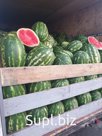 Сорт Каристан, от 6-7 кг и выше, 1 сбор, общий объем 4500кг, спелый, сладкий, вкусный, можно попробовать, нахожусь в Ростове-на-Дону