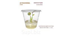 АГЛАОНЕМА GOLDEN POWDER (ЗОЛОТАЯ ПУДРА)