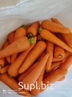 Морковь Кубани свежая
