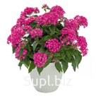 Пентас (Pentas lanceolata  ). Graffiti® 20/20 . True Pink