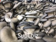 ВЕШЕНКА