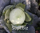 Продаю капусту