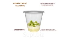 АКВАРИУМНОЕ РАСТЕНИЕ (СТЕБЕЛЬНОЕ) ПОГОСТЕМОН ХЕЛФЕРА (POGOSTEMON HELFERI)