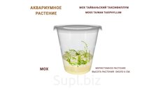АКВАРИУМНОЕ РАСТЕНИЕ МОХ ТАЙВАНЬСКИЙ ТАКСИФИЛЛУМ (MOSS TAIWAN TAXIPHYLLUM)