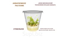 АКВАРИУМНОЕ РАСТЕНИЕ (СТЕБЕЛЬНОЕ) ДУБОК МЕКСИКАНСКИЙ (TRICHOCORONIS RIVULARIS VARIEGATA)