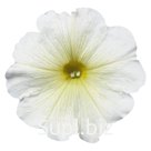петуния (Petunia hybrida ). Celebrity . Yellow
