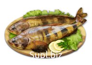 Терпуг Курильский