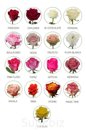 Роза Pink Mondial