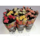 Роза Бью Монде