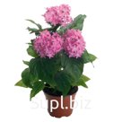 Пентас (Pentas lanceolata ). Kaleidoscope . Pink