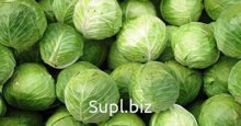 Капуста