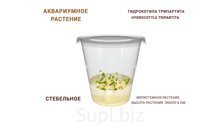 АКВАРИУМНОЕ РАСТЕНИЕ (СТЕБЕЛЬНОЕ) ГИДРОКОТИЛА ТРИПАРТИТА (HYDROCOTYLE TRIPARTITA)