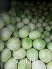 капуста белокочанная