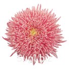 Астра (Callistephus chinensis ). Benary's Princess . Salmon Rose