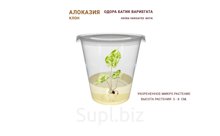 АЛОКАЗИЯ ОДОРА БАТИК (ALOCASIA ODORA VARIGATED BATIK)