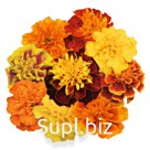 Бархатцы (Tagetes patula ). Super Hero . Maxi Mix