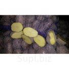 Картофель Бриз
