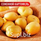 Семенной картофель