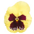 Виола (Viola wittrockiana ). Inspire® Plus  . Lemon Blotch