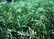 семена райграса однолетнего, сорт Изорский, РС-2 в большом количестве отличного качества документы в наличии