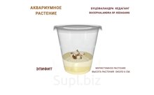 АКВАРИУМНОЕ РАСТЕНИЕ (ЭПИФИТЫ) БУЦЕФАЛАНДРА  КЕДАГАНГ (BUCEPHALANDRA SP. KEDAGANG