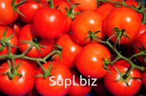 Томаты красные (свежие)